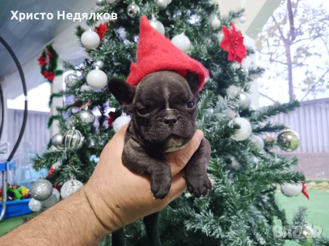 Френски булдог , снимка 16 - Френски булдог - 52641487