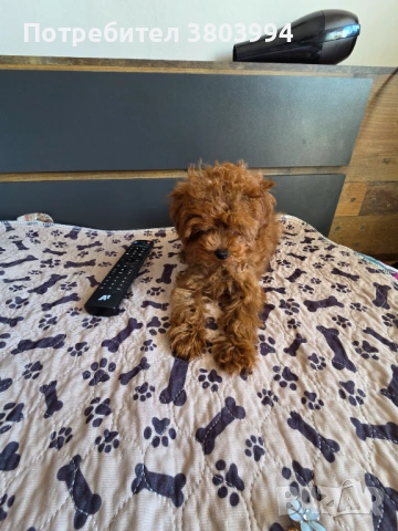 Уникални Той пудел момичета. , снимка 12 - Пудели - 54131488