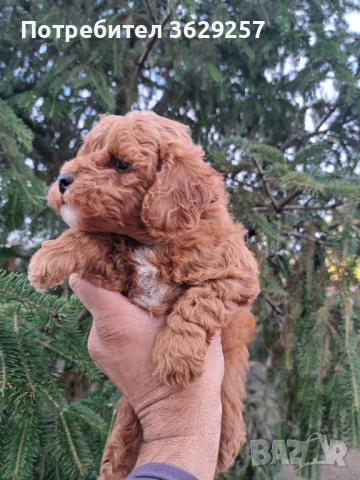 Малтипу, снимка 3 - Пудели - 52754144