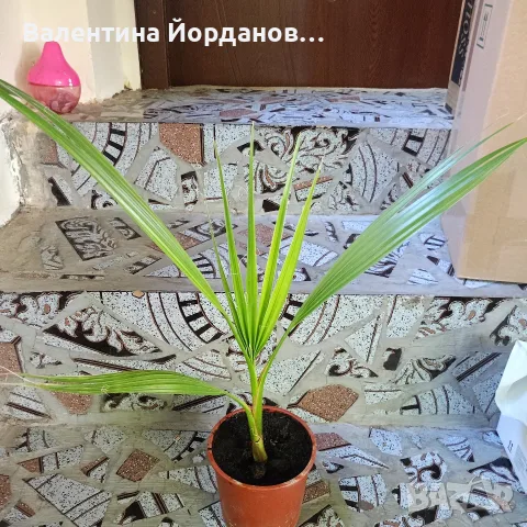 палми вашингтония , снимка 3 - Стайни растения - 55901408