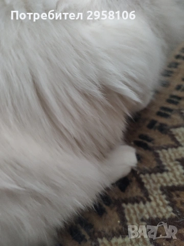 Персийска чинчила, снежно бяла, 5 мес., снимка 2 - Персийска - 53150542