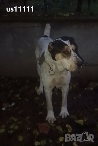 продава се мъжки алабай 