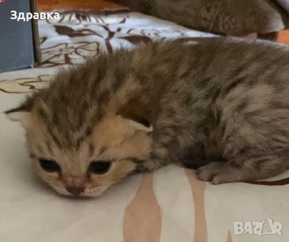 Британски късокосмести котенца, снимка 5 - Британска късокосместа - 43550866