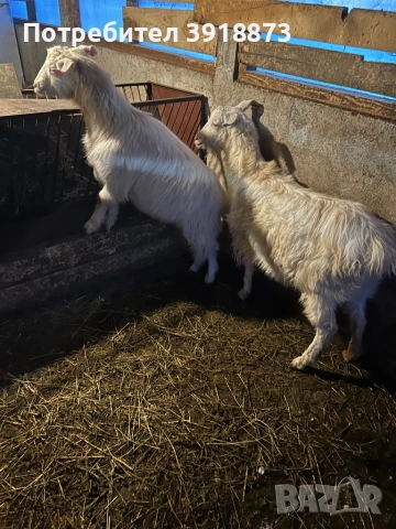 Продавам коза и яре