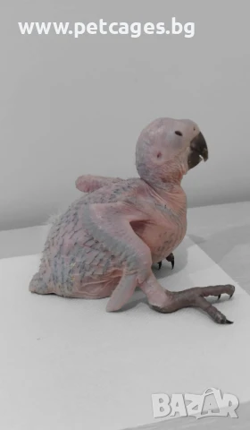 Синьо Жълта Ара - Бебета, снимка 6 - Папагали - 51185609