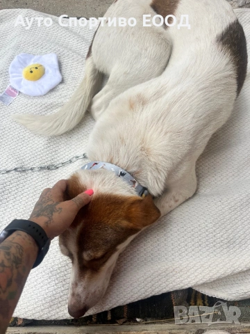 Търси дом, подарява се!, снимка 6 - Други - 54176849