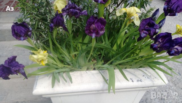 Продавам цветя Ириси, ниски, жълти и тъмно сини, снимка 11 - Разсади - 36896575