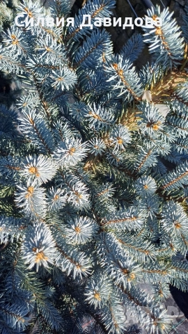 Сребрист смърч , снимка 6 - Градински цветя и растения - 52500093