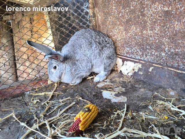 Продавам зайци , снимка 4 - Други - 52790043