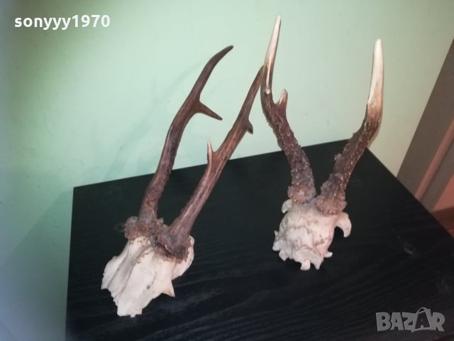 рога-2 чифта-внос швеция 2310201843, снимка 9 - Колекции - 30531821