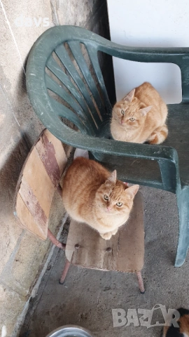 Рижави котета на 6 мес. търсят дом, снимка 4 - Други - 53116819