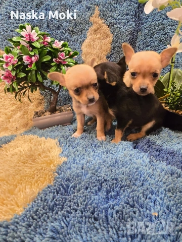 мини чихо пинчери , снимка 3 - Пинчер - 53245339