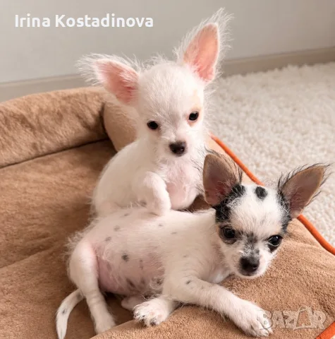Дългокосмести чихуахуа, снимка 4 - Чихуахуа - 56268921