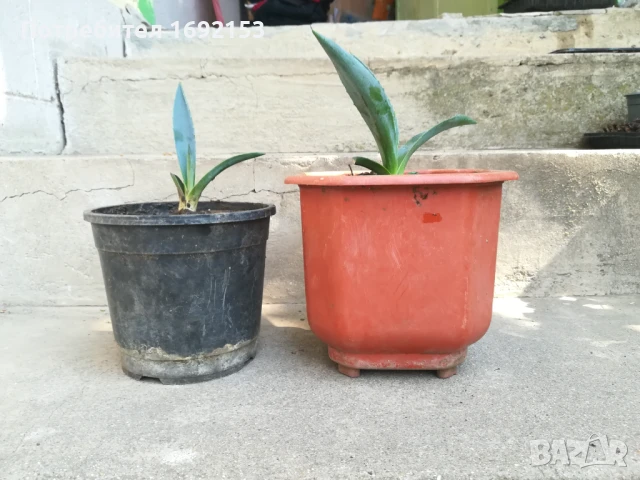 Агаве, снимка 3 - Градински цветя и растения - 51233404