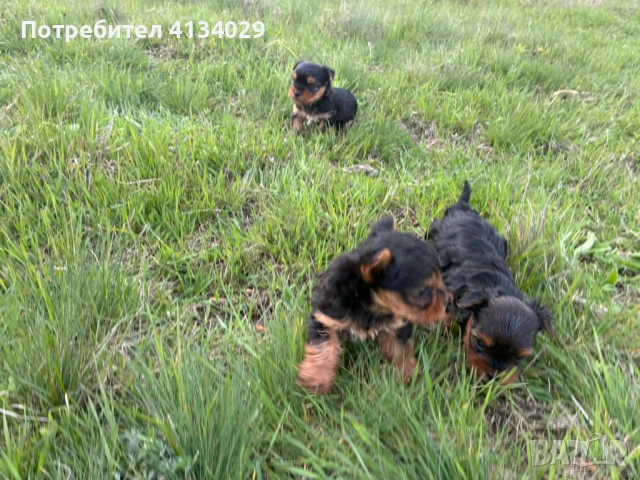 Мини и стандартни Йорки мъжки  родени на 1.03.26 и 3.03.26г, снимка 2 - Йоркширски териер - 53228272