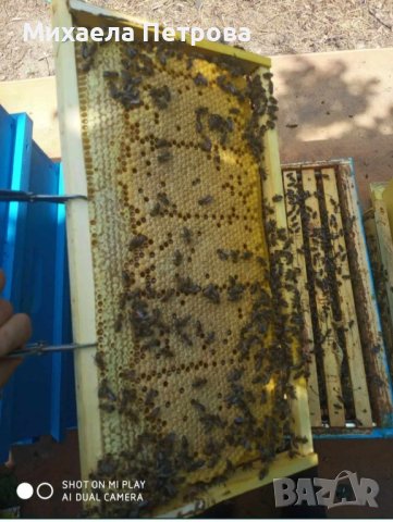 Пчелни отводки многокорпусни , снимка 4 - Пчелни продукти - 44303357