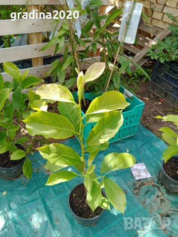 Магнолия нигра - Magnolia Liliiflora Nigra, снимка 9 - Разсади - 44961952