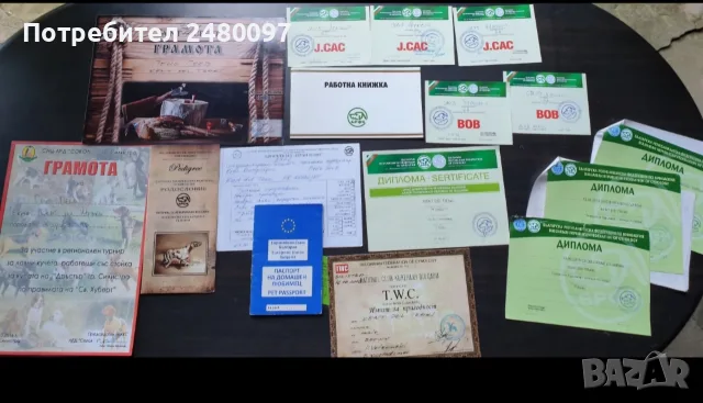 Продавам кученца Курцхаар , снимка 9 - Курцхаар - 56446209