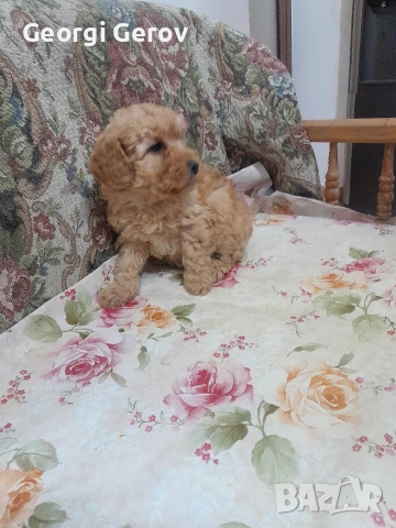 Продавам мини пудел, снимка 2 - Пудели - 53964005