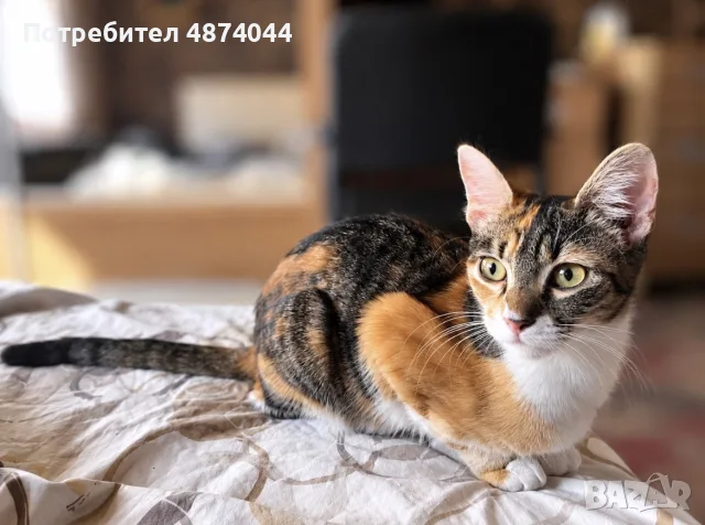 Подарявам котенце , снимка 5 - Други - 56336164