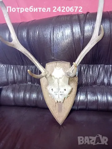 ловен трофей  сърандак, снимка 5 - Други ценни предмети - 48468379