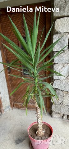 юка, снимка 3 - Стайни растения - 40618111