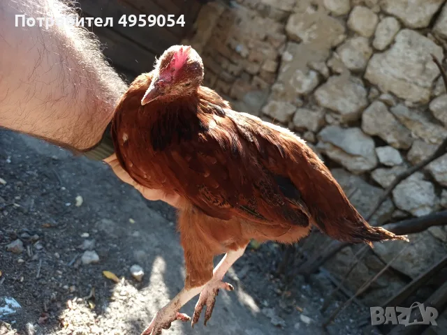 Продавам млади петлета, снимка 2 - Кокошки и пуйки - 56543922