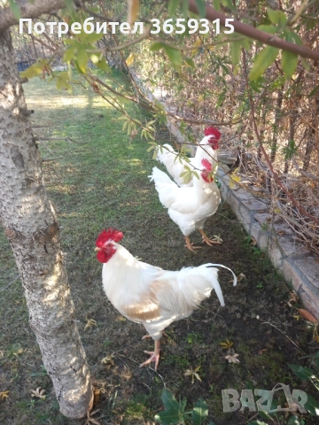 Петлета 6месечни, снимка 5 - Кокошки и пуйки - 52068630