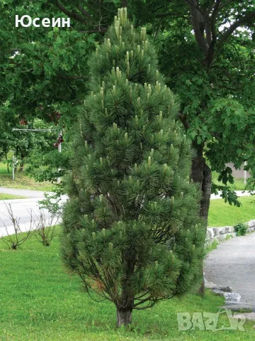 Фиданки от борчета, снимка 5 - Разсади - 48454749