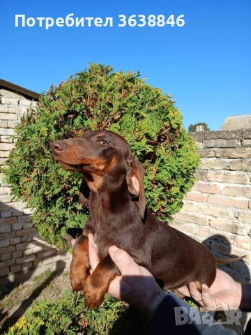 Мини дакел, снимка 2 - Дакели - 52434776