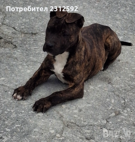 Продават се питбулчета!