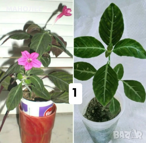 Саксийни цветя - 8 вида 3 НЕЗАСАДЕНИ КОРЕНА В ЕДИН ПАКЕТ /видове по избор/ ЗА 20 ЛВ. / 10,23 € ., снимка 2 - Градински цветя и растения - 52047799