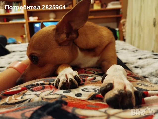 Сърнист пинчер на 1г. - мъжки, кастриран, снимка 6 - Пинчер - 52858061