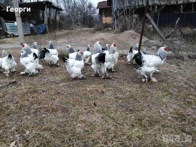 Продавам яйца от брама , снимка 1