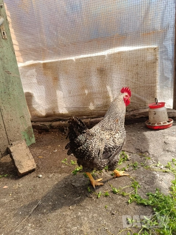 петли Супер харко, снимка 3 - Кокошки и пуйки - 54226209