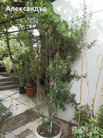 Маслина, снимка 3 - Градински цветя и растения - 38084094