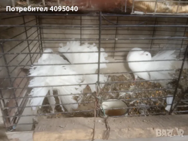 Продавам гълъби, снимка 18 - Гълъби - 51379486