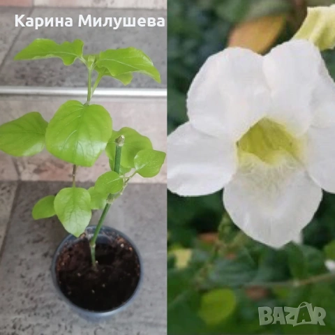 Продавам различни цветя