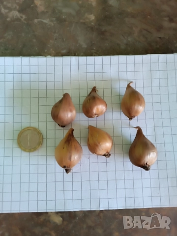 Ирис White van Vliet , снимка 12 - Градински цветя и растения - 51754895