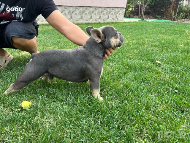 Мъжки френски булдог за разплод , снимка 4 - Френски булдог - 51306483