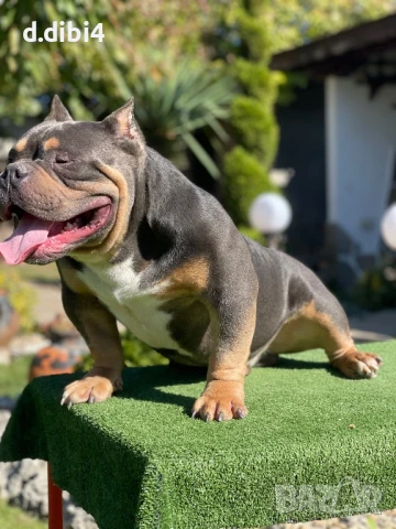 Американско були -покет, снимка 5 - Други - 51169468