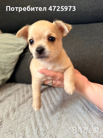 Чихуахуа свободни 