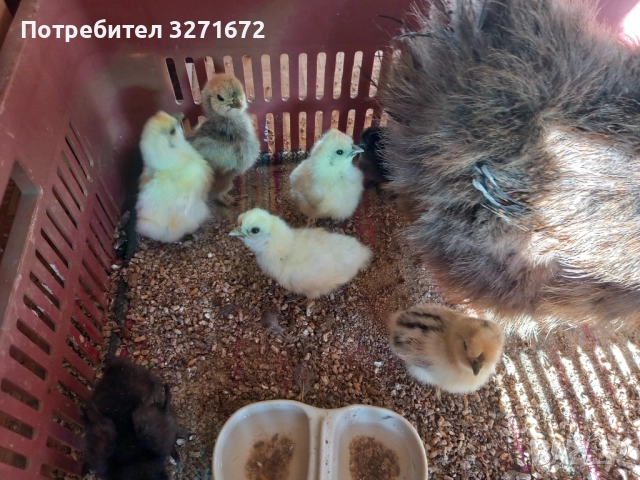 Копринки, пиленца 