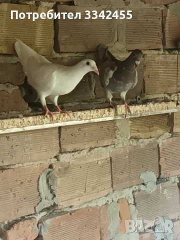 Пощенски гълъби, снимка 4 - Гълъби - 51025275