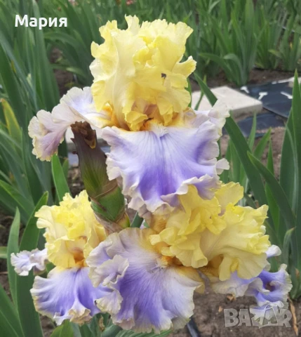 Сортови вискоки ириси /брадати ириси/обикновенни ириси, снимка 13 - Градински цветя и растения - 50578301