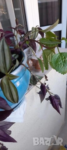 Цветя - алое, традесканция трицветна и лилава, калезия, снимка 7 - Стайни растения - 52022033