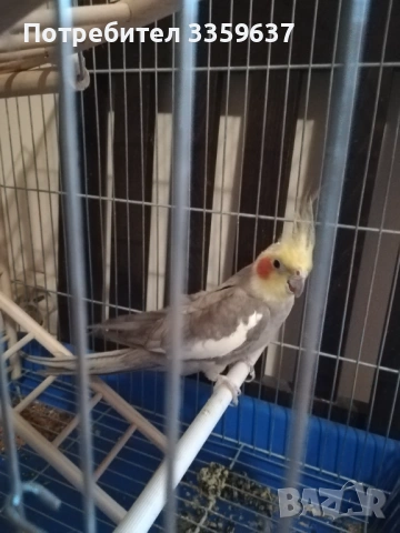 Папагал корела и клетка към него 