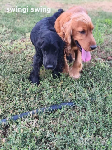 Малки кокер шпаньоли, снимка 3 - Кокер шпаньол - 53149666