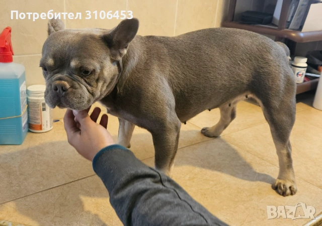 Френски булдог - мини new shade isabella tan, снимка 5 - Френски булдог - 53265857