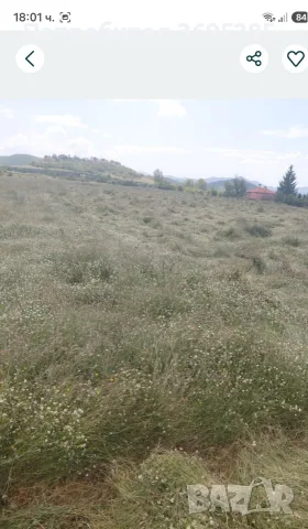Продавам бали сено реколта 2026, снимка 2 - За селскостопански - 56131820